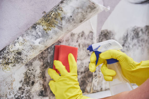 Best Mold Remediation for Healthcare Facilities  in Harvest, AL